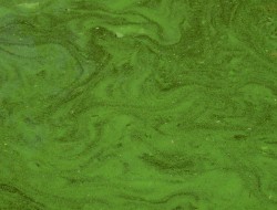 2003Aug2_algea