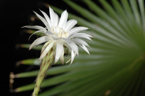 Night Cactus