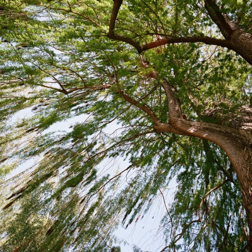 Montezum Cypress, Sacramento, CA
