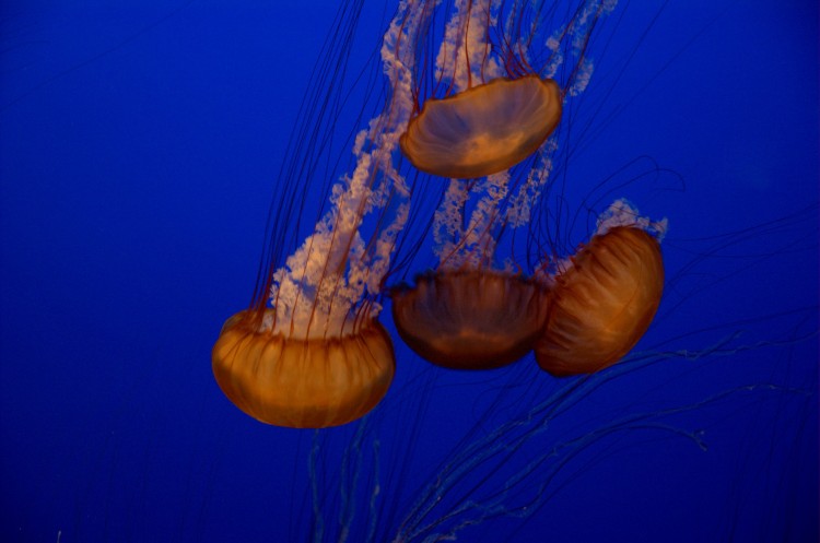 Monterey Aquarium Jellyfish